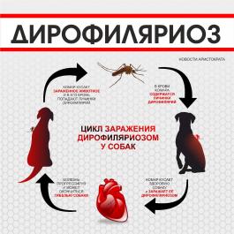 Дирофиляриоз - паразитарное заболевание, передающееся комарами