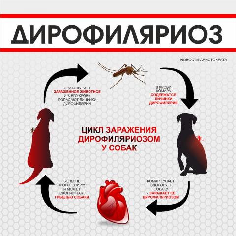 Дирофиляриоз - паразитарное заболевание, передающееся комарами